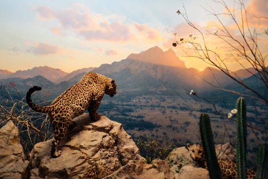 5927 (American Museum of Natural History - NY - USA - 2022)