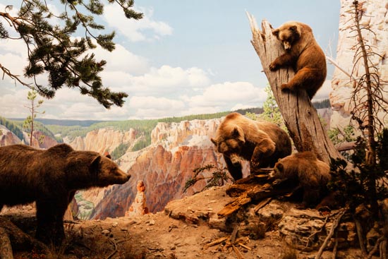 5929 (American Museum of Natural History - NY - USA - 2022)