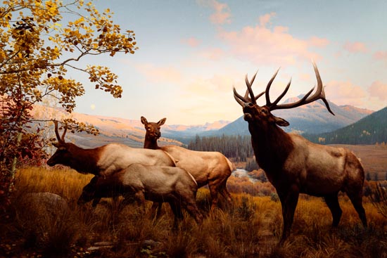 5944 (American Museum of Natural History - NY - USA - 2022)