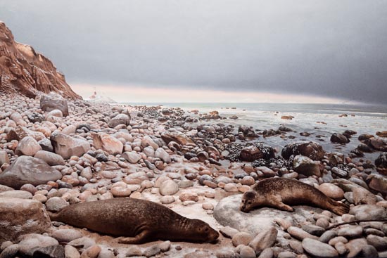 5974 (American Museum of Natural History - NY - USA - 2022)