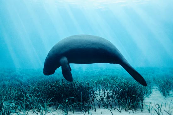 5983 (American Museum of Natural History - NY - USA - 2022)