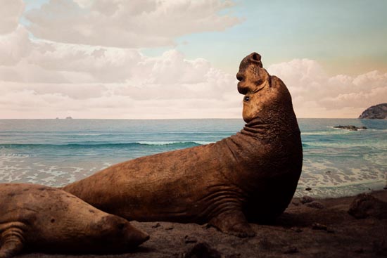 5984 (American Museum of Natural History - NY - USA - 2022)