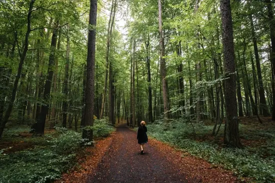 Balade digestive en forêt / Allemagne (Été 2024)