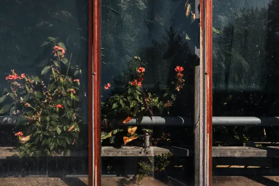 Fleurs de serre / Autriche (Été 2024)