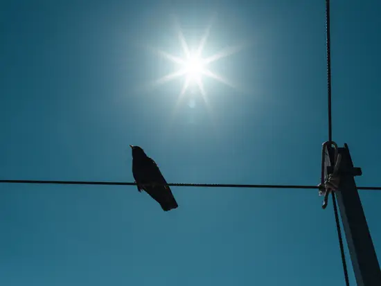 Choucas / Suisse (Été 2024)