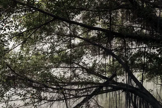 Branches d'arbre / Taïwan (2024)