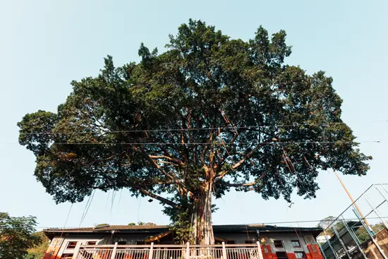 L'arbre / Taïwan (2024)