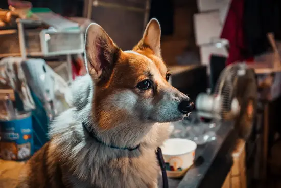 Le chien qui a la goutte au nez / Taïwan (2024)