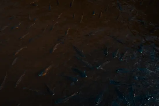 Carpes II / Taïwan (2024)