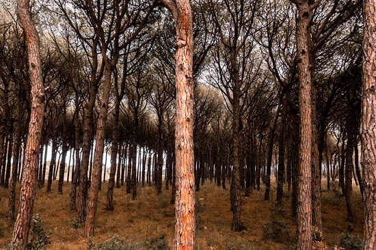 Forêt d'écorce / Espagne (2017)