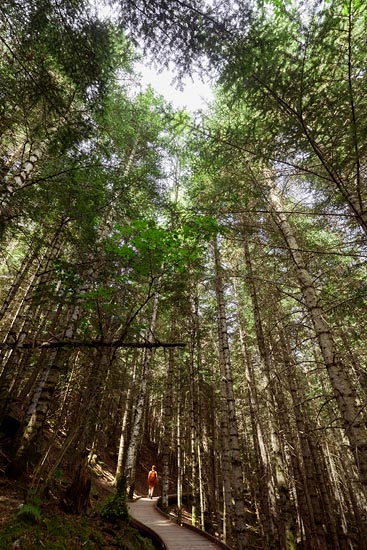 Noyée dans la forêt / Espagne (2017)