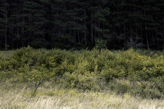 Vegetal Strata / Espagne (2017)