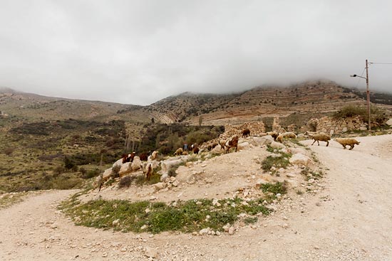 Le berger et ses moutons à Dana / Jordanie (2019)