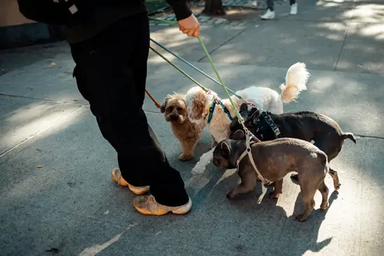 Pet Sitter III / New York, USA (2022)