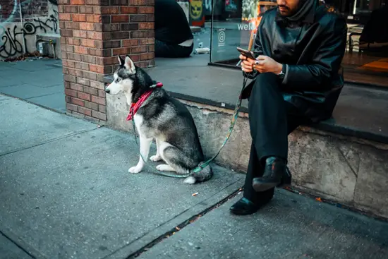 Le gars au husky / New York, USA (2022)