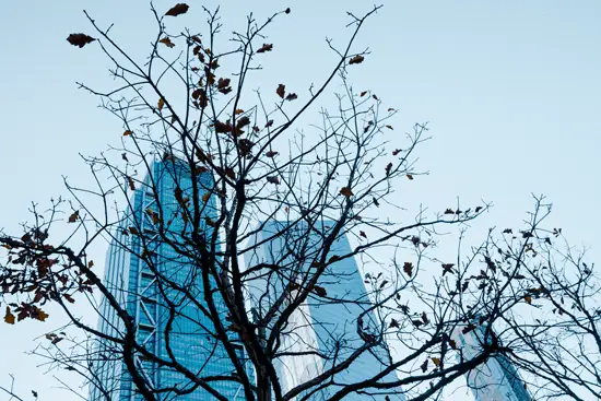 Tree Building I / New York, USA (2022)