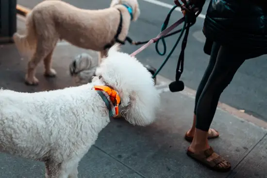 Pet Sitter I / New York, USA (2022)