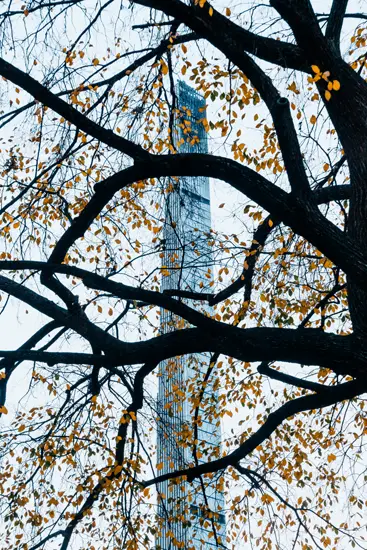 Tree Building II / New York, USA (2022)