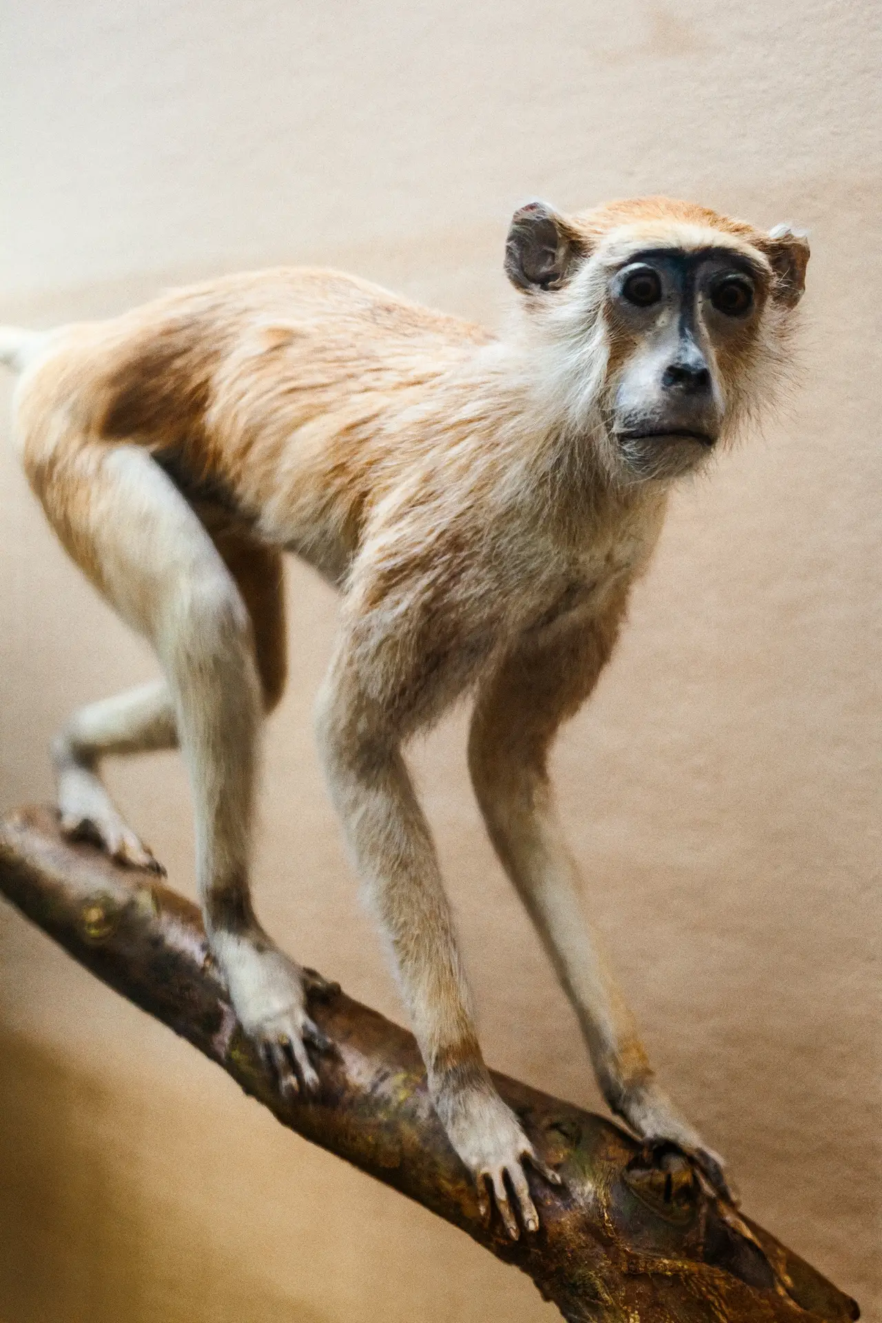 0434 (Musée de zoologie de Lausanne / 2023)