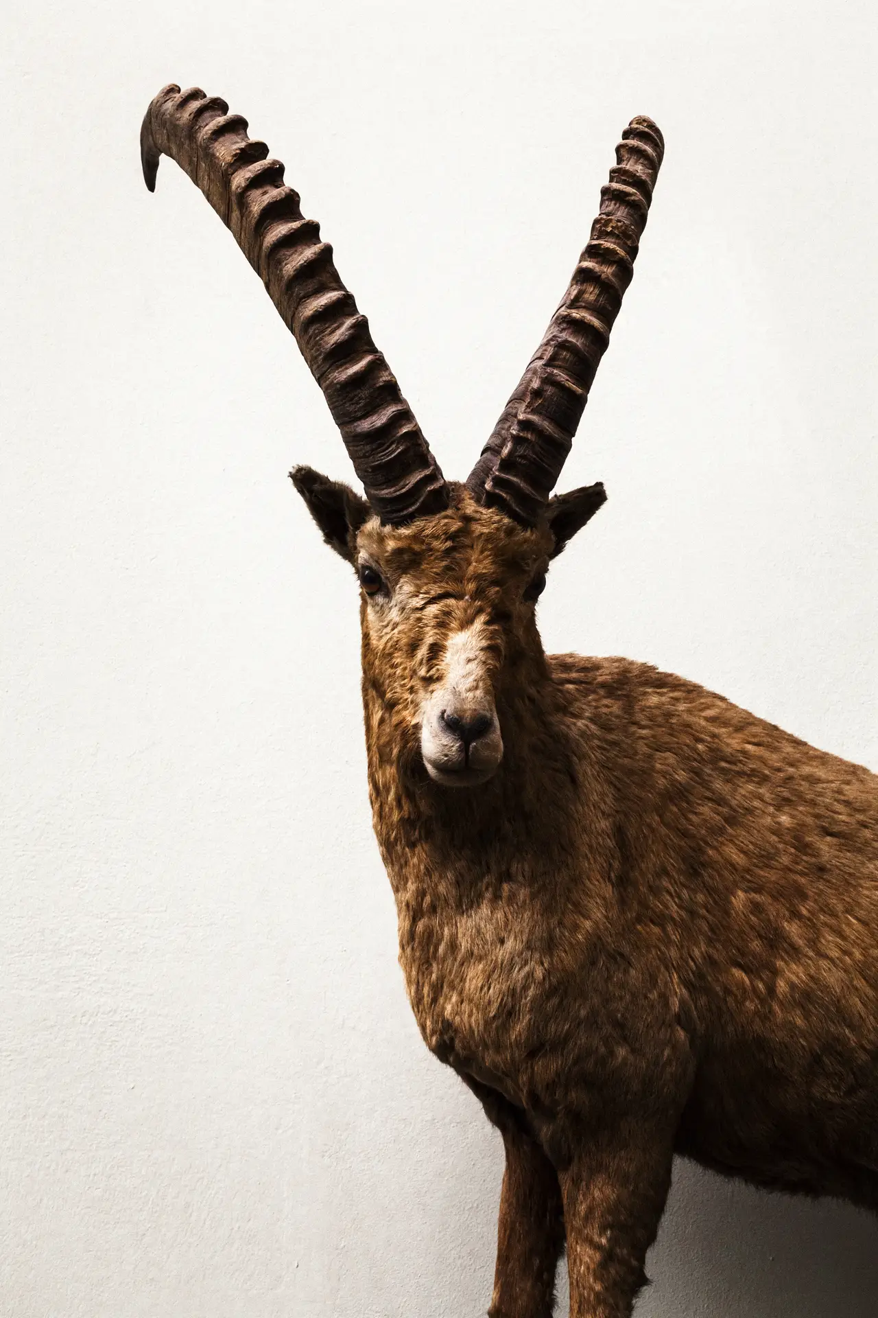 0449 (Musée de zoologie de Lausanne / 2023)