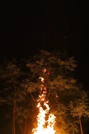 Un feu sous les arbres / France (2025)