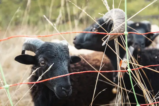 Les moutons d'Ouessant / France (2025)