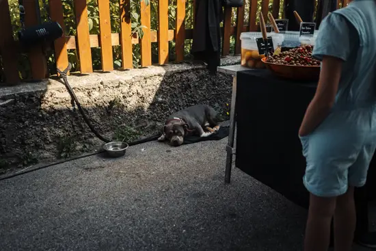 Dodo Dog au marché / France (2025)