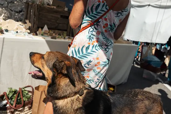 Le chien au marché / France (2025)