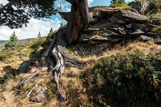 Racines dans les rochers / Suisse - Été (2026)