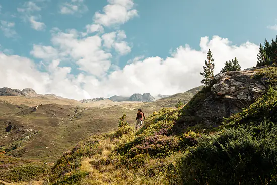 A la recherche des myrtilles sauvages / Suisse - Été (2026)