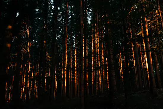 Forêt dorée / Suisse - Été (2026)